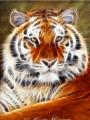tigr 2551