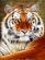 tigr 2551
